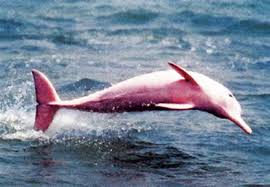 http://www.universalocean.es/el-delfin-rosa-un-delfin-sudamericano/ http://www.universalocean.es/el-delfin-rosa-un-delfin-sudamericano/